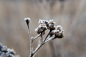 Winter, plants covered with falling rime. Nature and gardening.
