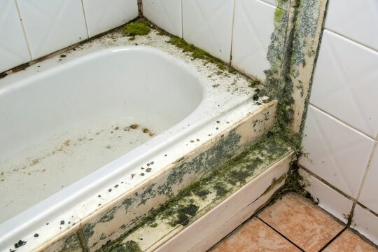 moss and mold grow in old bathtub in diry bathroom