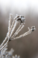 Winter, plants covered with falling rime. Nature and gardening.
