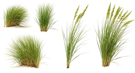 Beach Grasses PNG