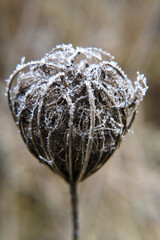 Winter, plants covered with falling rime. Nature and gardening.
