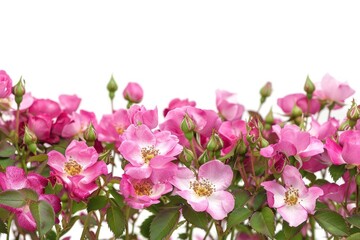 Vibrant pink blooming flowers