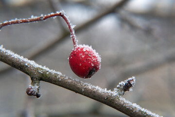 Red fruits of wild bushes painted with frost in winter.
