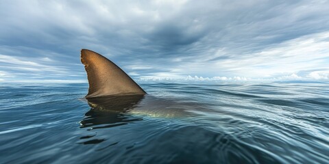 Fototapeta premium Shark Fin Water Surface