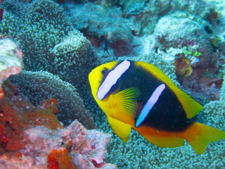 Orange-fin anemonefish