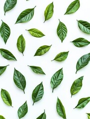 Green leaves on white surface