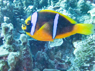 Orange-fin anemonefish