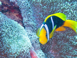 Orange-fin anemonefish