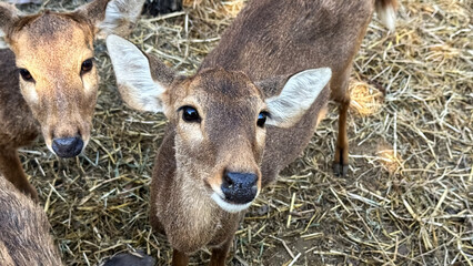 Deer farm waiting feed in livestock.