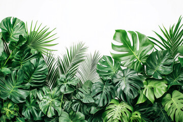  Lush green tropical plants bush (monstera, palm, rubber plant, pine and fern) on White background.