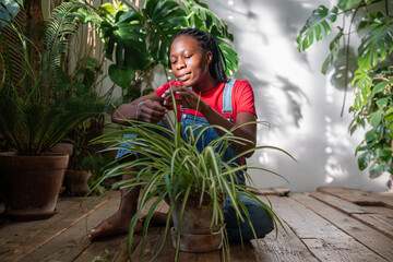African American woman take care for indoor potted Chlorophytum plant sitting on wooden floor...