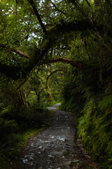 View of a small path in a dense fern forest in Fiordland National Park near Key Summit (South...