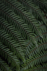 Fern plants of New Zealand spotted in a humid old forest on New Zealand's South Island (New Zealand)