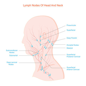 Lymph nodes of head and neck.Fluid exchange, body defense from infection and disease.Labelled Diagram.