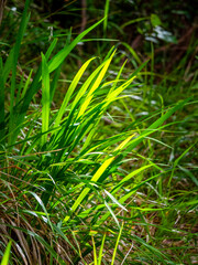 The sunlight falls on a forest pinnacle (Brachypodium sylvaticum) near the Balcões Veiwpoint