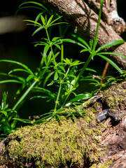 Climbing bedstraw (Galium aparine) near the Balcões Veiwpoint.