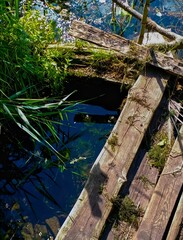 forest lake and old wooden bridge