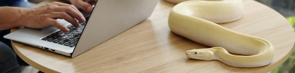 A person typing on laptop while albino python rests near computer on wooden desk, creating a unique...