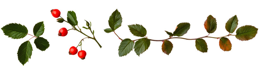 Fototapeta premium set rosehip branches with red berries and green leaves. twigs with berries are isolated