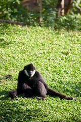 A white-cheeked gibbon sits on the grass