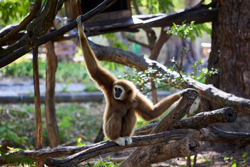 A white-armed gibbon clings to the branches of a tree