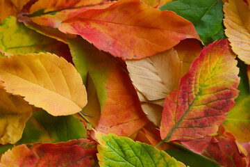 Autumn background - dried yellow, green, orange, purple and red leaves of maple, alder, sumac tree, cherry, arranged at random. View from above. Closeup