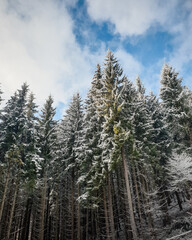 Looking up at the pine trees in winter forest. High snow-covered pine trees on a slope of a...