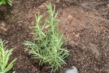 Rosemary