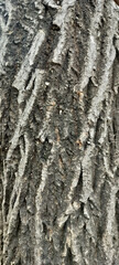 Fototapeta premium closeup of dry tree bark texture and background, nature concept, backdrop wallpaper