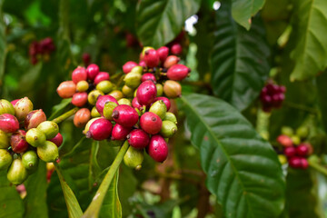 The coffee beans are about to ripen, Natural green and red colorful coffee unripe beans plants in plantation background scenery view, Coffee plant Branch with full of ripening coffee berries