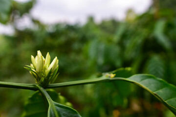 Coffee Flowers blossom on Coffee tree close up view, coffee flower at coffee farm