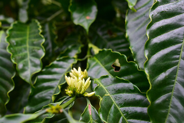 Coffee Flowers blossom on Coffee tree close up view, coffee flower at coffee farm