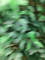 green leaves blurry background backdrop wallpaper