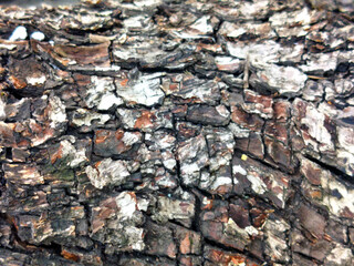 closeup of dry tree bark texture and background, nature concept, backdrop wallpaper