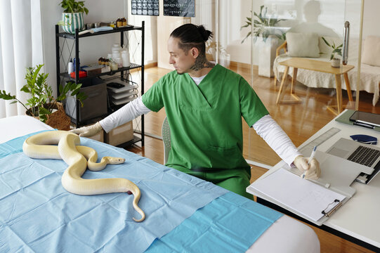 Male veterinarian in green scrubs examining yellow python on examination table in a bright, organized medical office. Shelves with medical supplies and a computer visible in background