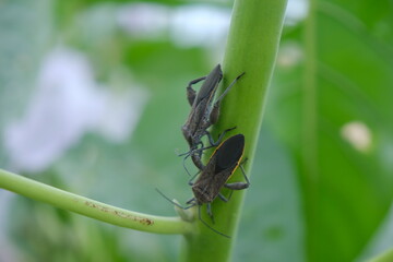 Detailed Close-Up of Clustered Insects on a Green Plant Stem in Natural Habitat
