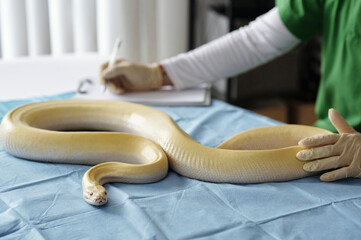 Veterinary professional examining an albino python on an examination table with gloved hands, performing a detailed health check. Close-up view of the snake's body and scales