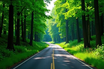 Fototapeta premium Forest Road Winding Through Lush Green Landscaped, forest road, winding road