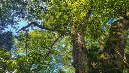 Naklejka premium Giant Tree Reaches for the Sky: Exploring Majestic Forests, Trunks, Branches, Leaves, Nature's Canopy, Sunlight, Green, Ecosystem, and Woodland Serenity
