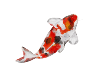 watercolor drawing of Koi carp fish isolated on background