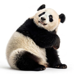 Fototapeta premium giant panda eating bamboo