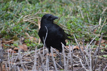 crow on the ground