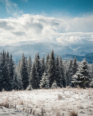 Carpathian mountains in the winter: view from the top of the mountain at snow-covered pine trees and valley in Gorgany mountain range in the background.