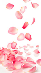 rose petals