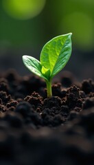 Small green shoot breaks through darkened soil layers, vegetation, earth