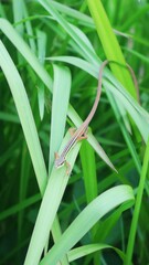 A lizard-like animal in a rice field with a green grass background
