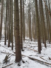 Winter forest in mountains. Stems of tall pine trees, ground covered with snow. 