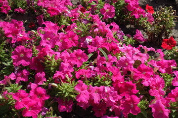 Magenta and red flowers of petunias in August