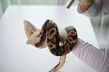Close-up of a person handling brown and black snake while wearing medical gloves indoors. Focus on safety and proper snake handling techniques using specific gear