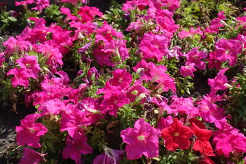 Scarlet red and vibrant pink flowers of petunias in August